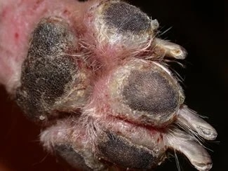 Close-up of a dog's paw pads showing severe crusting and hyperkeratosis from pemphigus foliaceus in Lacey