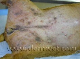 Dog's abdomen showing pustules and hyperpigmentation from a pyoderma skin infection in Lacey