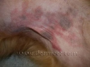 Close-up of a dog's skin fold showing redness and irritation caused by pyoderma in Lacey