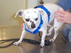 Chihuahua with ringworm showing patchy hair loss and skin lesions across the body in Lacey