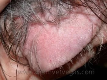 Close-up of a dog's elbow showing redness and hair loss caused by sarcoptic mange in Lacey