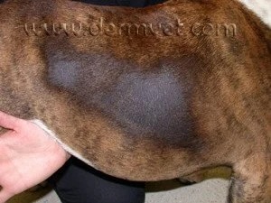 Close-up of a dog's flank showing patchy hair loss and hyperpigmentation from seasonal flank alopecia in Lacey