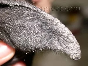 Close-up of a dog's ear pinnae covered in fine white scales from sebaceous adenitis in Lacey