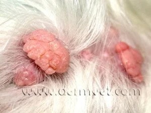 Close-up of a dog's skin showing multiple pink cauliflower-like sebaceous adenoma growths in Lacey