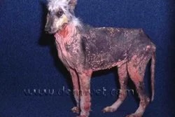 Dog with severe widespread hair loss and skin infection from bacterial and yeast overgrowth at a veterinary dermatology clinic in Lacey