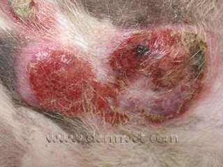 Close-up of a dog's skin showing raised tumor lesions from epitheliotropic lymphoma at a veterinary dermatology clinic in Lacey