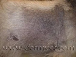 Close-up of a dog's skin showing hyperpigmentation and hair loss from Cushing's disease at a veterinary dermatology clinic in Lacey