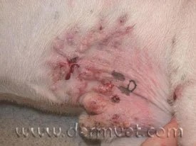 Close-up of a dog's flank showing scattered pigmented lesions on white fur from solar dermatitis in Lacey