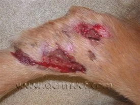 Close-up of a dog's leg showing open skin lesions and ulceration caused by Valley Fever in Lacey