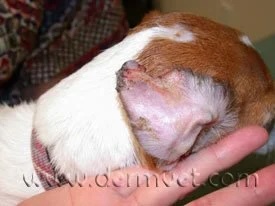 Close-up of a dog's ear margin showing tissue damage and lesions from vasculitis in Lacey
