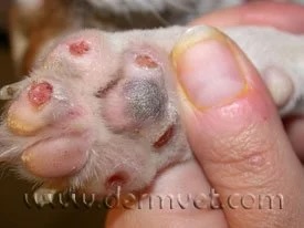 Close-up of a dog's paw pads showing ulceration and discoloration caused by vasculitis in Lacey