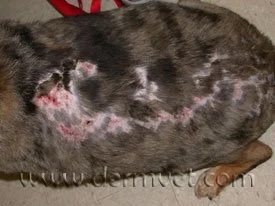 Dog's torso showing patchy hair loss and skin ulceration caused by vasculitis in Lacey