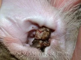 Close-up of a dog's mouth showing clustered viral papilloma warts inside the lip in Lacey