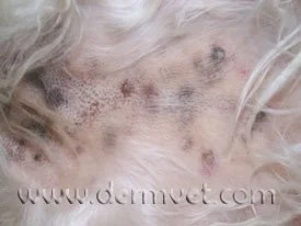 Dog's belly showing dark pigmented spots and scaling associated with vitamin A responsive dermatosis in Lacey