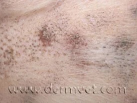 Close-up of a dog's skin showing comedones and hyperpigmentation from vitamin A responsive dermatosis in Lacey