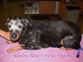 Dog resting on an exam table with visible white depigmented patches on the face and head from vitiligo in Lacey
