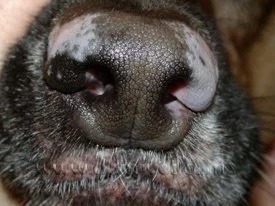 Close-up of a dog's nose showing patchy depigmentation caused by vitiligo in Lacey
