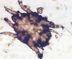 Microscopic view of an ear mite parasite diagnosed at a veterinary dermatology clinic in Lacey