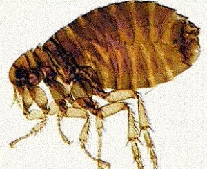 Close-up of a flea parasite associated with flea allergy dermatitis treated at a veterinary dermatology clinic in Lacey
