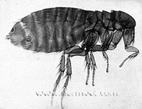 Detailed illustration of a flea parasite associated with skin conditions treated at a veterinary dermatology clinic in Lacey