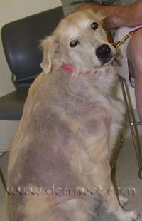 Great Pyrenees with sebaceous adenitis showing significant hair loss and skin changes across the body in Lacey