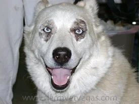 Siberian Husky with zinc-responsive dermatosis showing crusting around the eyes and muzzle in Lacey