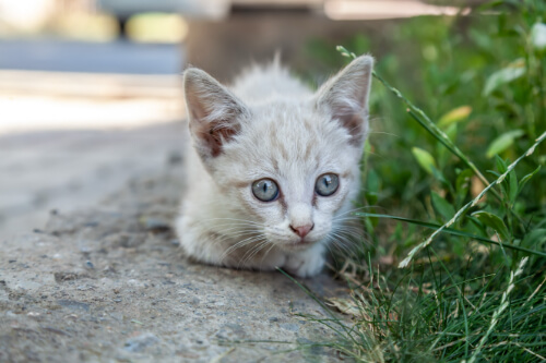Kitten playing outside with allergies in Lacey