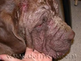 Mastiff with severe demodicosis skin infection and inflammation on the face at a veterinary dermatology clinic in Lacey