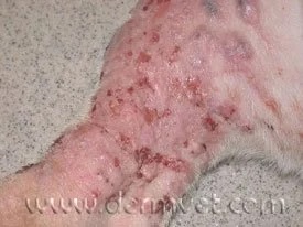 Pit Bull's leg with severe redness, crusting, and lesions caused by solar dermatitis in Lacey