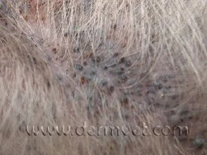 Close-up of a Schnauzer's back showing blackhead comedones along the skin characteristic of Schnauzer comedo syndrome in Lacey