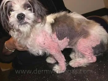 Shih Tzu with sarcoptic mange showing severe hair loss and red irritated skin across the body in Lacey