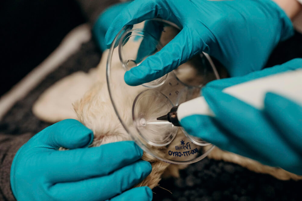 Gloved veterinarian applying a cryotherapy device to a dog's skin during a dermatology treatment in Lacey