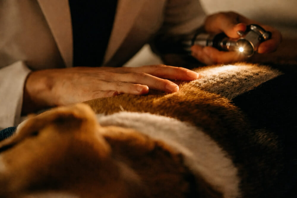 Veterinary dermatologist using a light to examine a dog's skin and coat during a dermatology consultation in Lacey