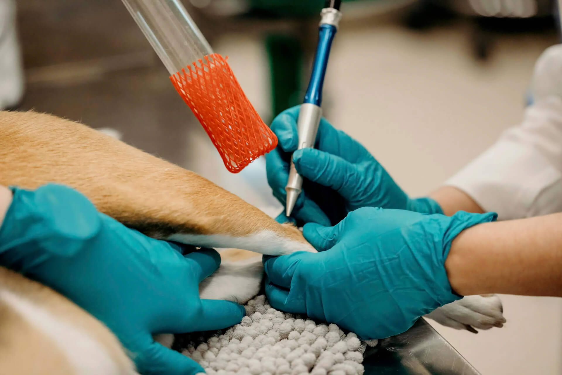 Gloved veterinary team performing a carbon dioxide surgical laser procedure on a dog's paw at a dermatology clinic in [practice:city