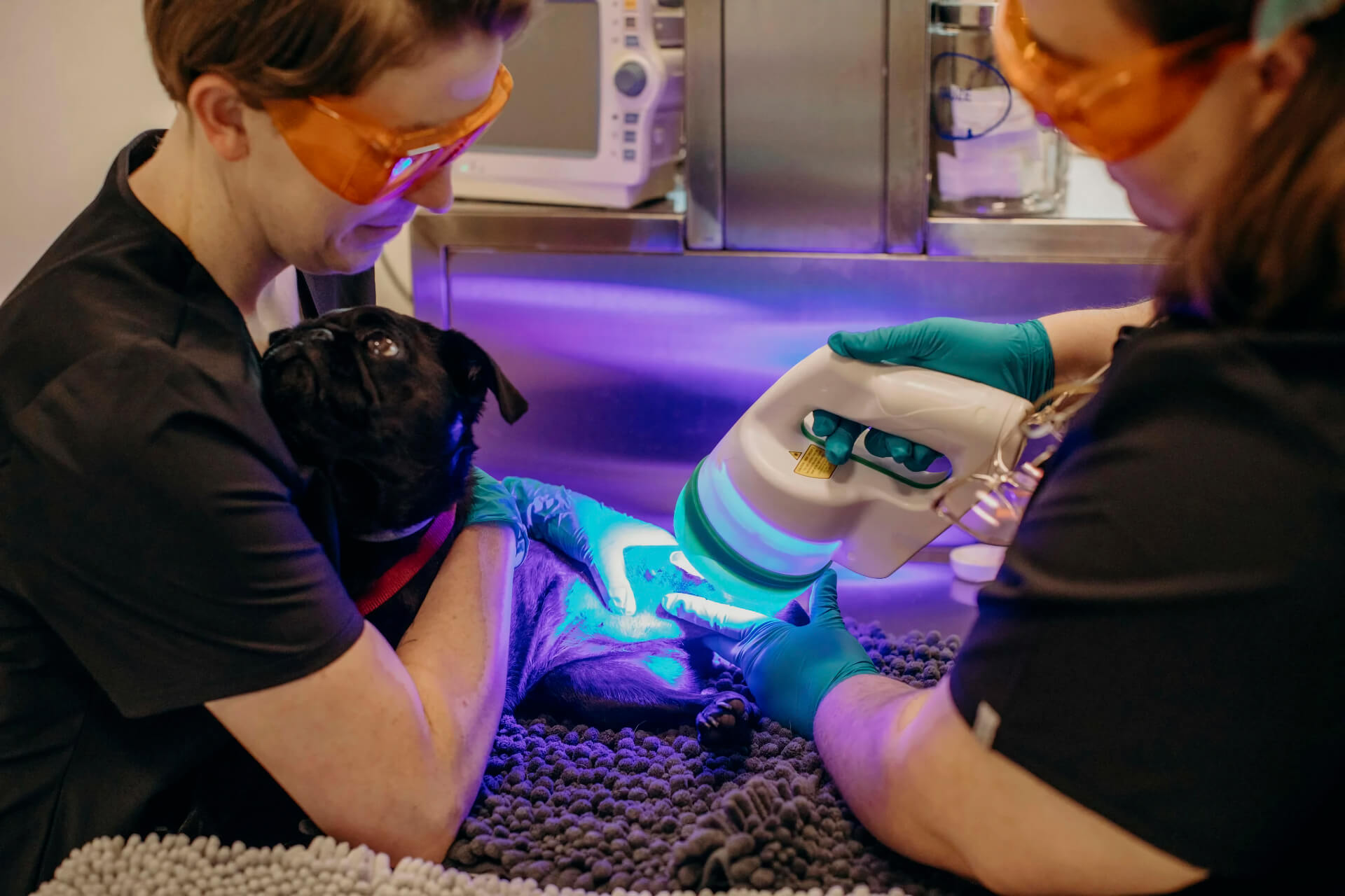 Veterinary dermatologist using a light to examine a dog's skin and coat during a dermatology consultation in Lacey
