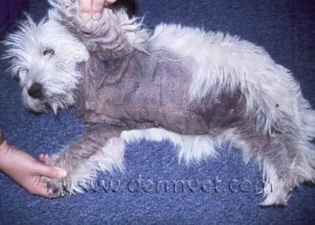 West Highland Terrier with yeast dermatitis showing skin discoloration and hair loss across the body in Lacey