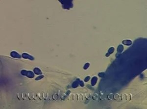 Microscopic cytology image showing Malassezia yeast organisms for yeast dermatitis diagnosis in Lacey