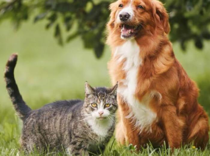 Allergic Skin Disease in Pets: Ear Infections