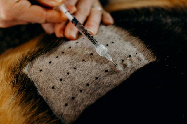 Intradermal and Serum Allergy Testing