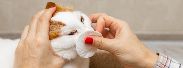 Cat Allergies