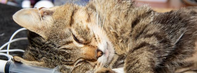 Cat Anesthesia