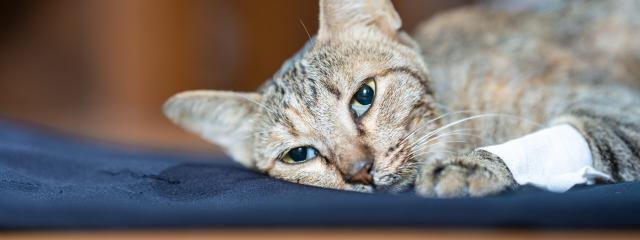 Cat Cancer