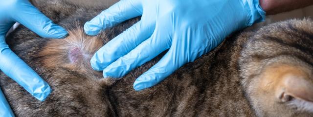Cat Dermatology