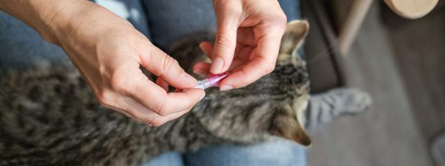 Cat Fleas and Ticks