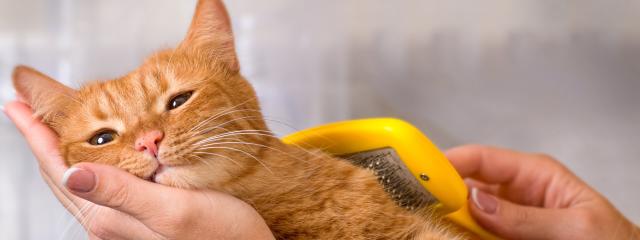 Cat Grooming, Bathing, and Hygiene