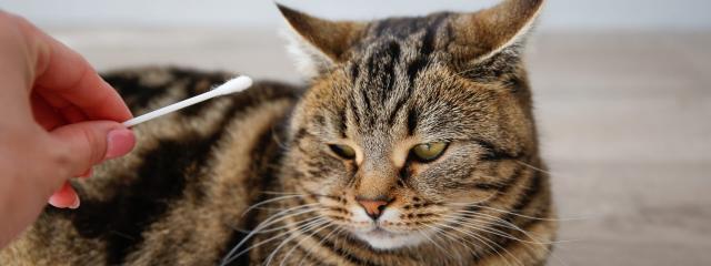 Cat Lab Work