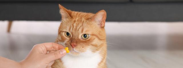 Cat Medications