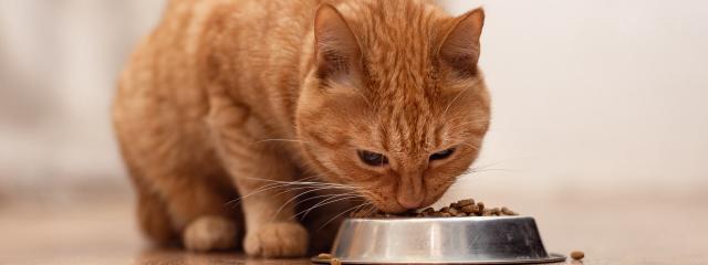 Cat Nutrition