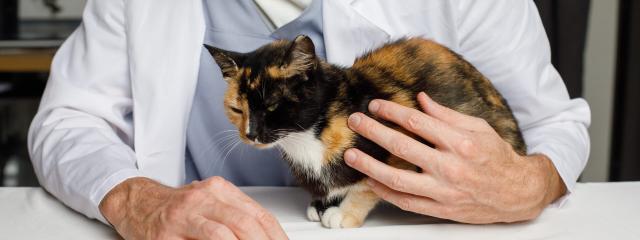 Veterinary Services For Cats