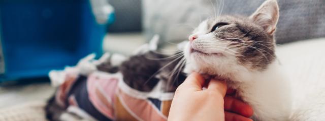 Cat Surgery